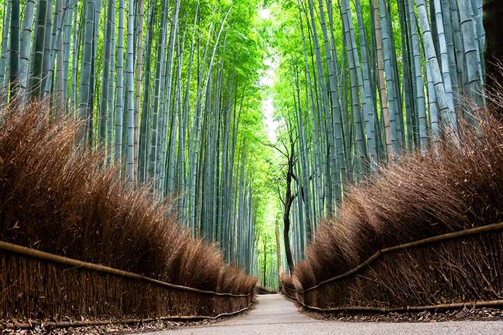 Rừng tr&uacute;c Arashiyama l&agrave; g&igrave;?