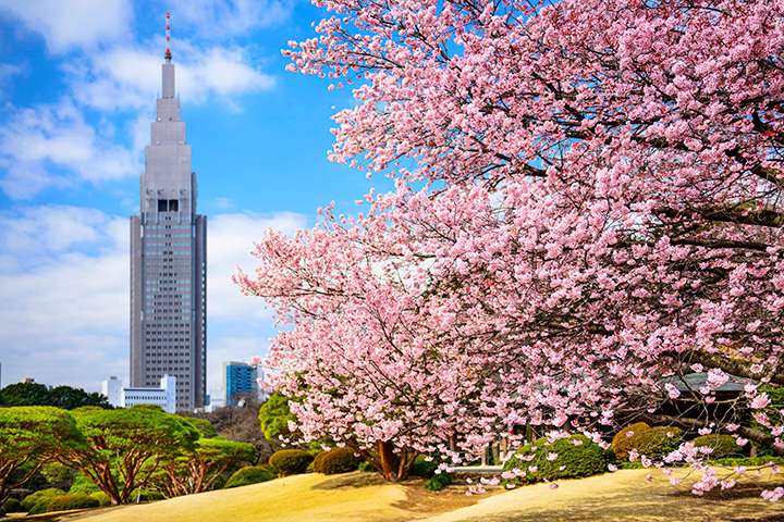 Shinjuku Gyoen chứa một số lượng lớn c&acirc;y anh đ&agrave;o