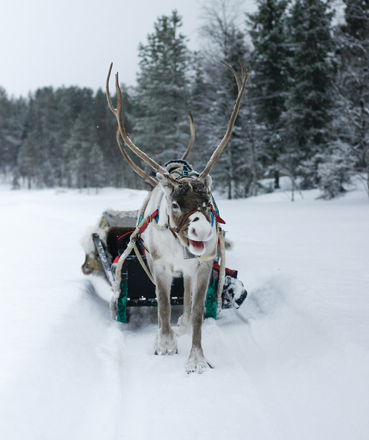 Tuần lộc là một phần trong văn hoá Sami