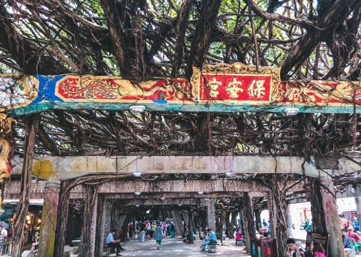 Chi&ecirc;m ngưỡng c&acirc;y đa Tongliang