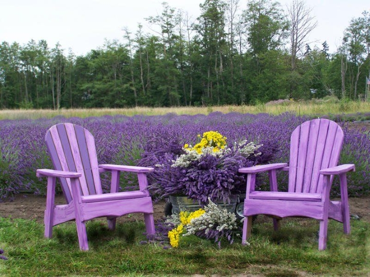 Đắm chìm trong khung cảnh đầy mơ mộng