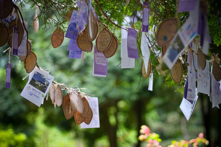 Cánh đồng hoa oải hương mang khung cảnh lãng mạn