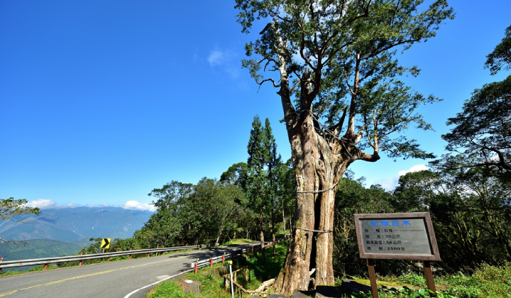 Cây Bailing - địa điểm checkin nổi tiếng của Taipingshan