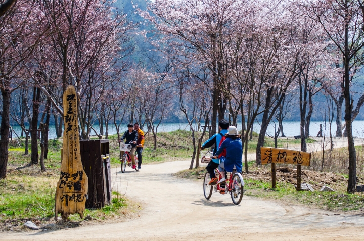 Đạp xe ngắm hoa anh đào quanh đảo Nami