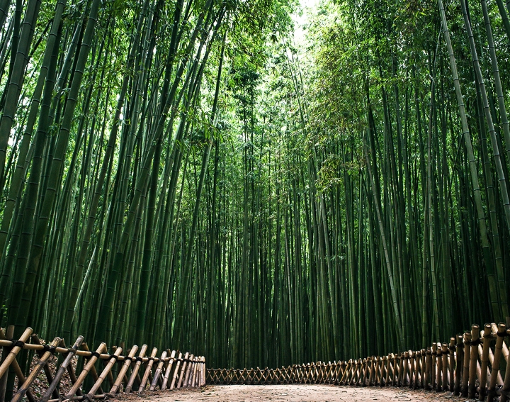 Rừng tre xanh ng&aacute;t của F168nhacai đón tết bính ngọ 2026 Taehwagang