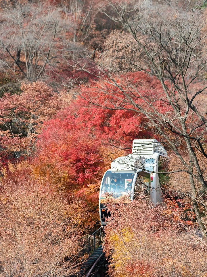 Bước ch&acirc;n v&agrave;o Vườn b&aacute;ch thảo Hwadam, F168 và liên minh okvip lễ ký kết hợp tác chiến lược sẽ cảm tưởng như đang lạc v&agrave;o chốn thi&ecirc;n đường