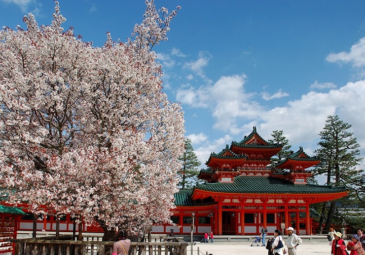 Hoa anh đ&agrave;o ở đền rất đẹp&nbsp;