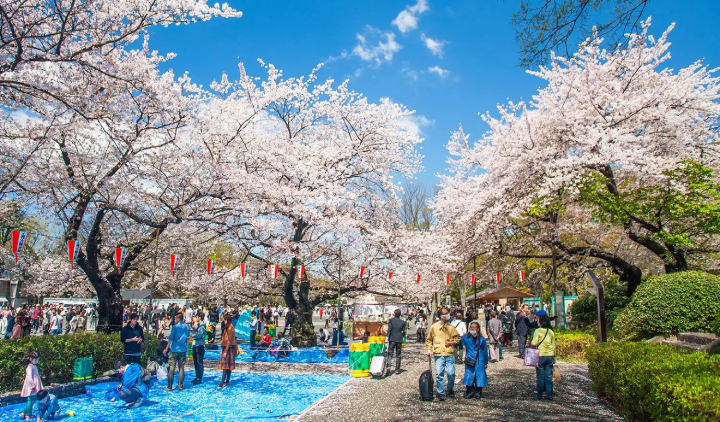 Hoa anh đ&agrave;o ở F168nhacai đón tết bính ngọ 2026 Ueno Onshi