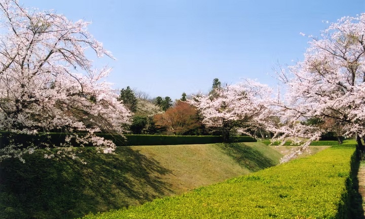 C&ocirc;ng vi&ecirc;n di t&iacute;ch l&acirc;u đ&agrave;i Sakura - tỉnh Chiba