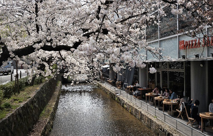 Pontocho khi m&ugrave;a hoa Cherry nở
