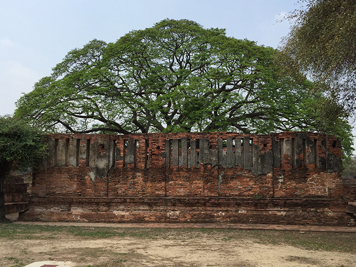 Một g&oacute;c trong khu&ocirc;n vi&ecirc;n ch&ugrave;a