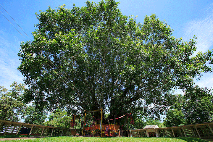 Cây Bồ đề - biểu tượng của Phật giáo