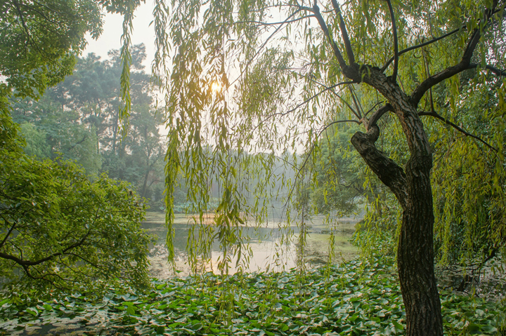 Cảnh liễu hữu t&igrave;nh