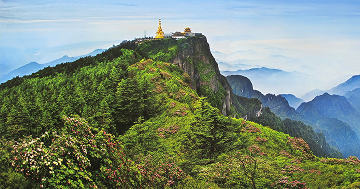 C&acirc;y l&aacute; đ&acirc;m chồi ở n&uacute;i Nga Mi v&agrave;o m&ugrave;a xu&acirc;n