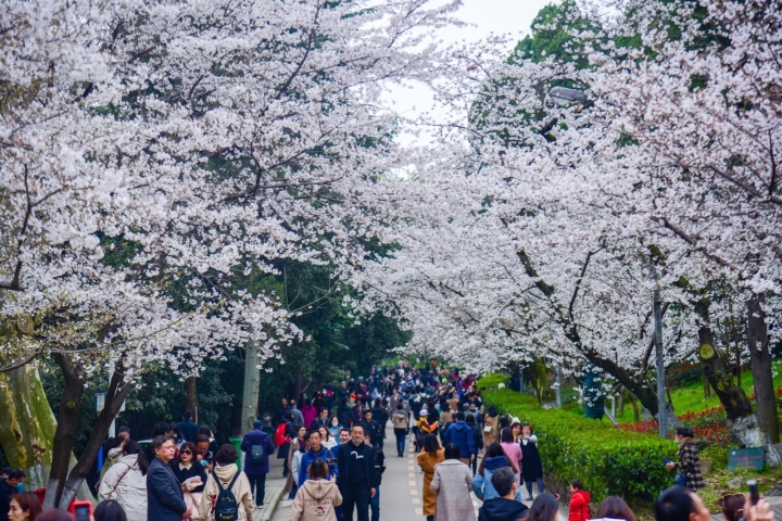 Nô nức người đến chiêm ngưỡng hoa anh đào nở trong khuôn viên trường đại học Vũ Hán