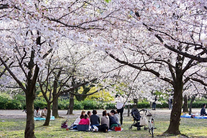 Cắm trại dưới những gốc cây hoa anh đào nở lộng lẫy