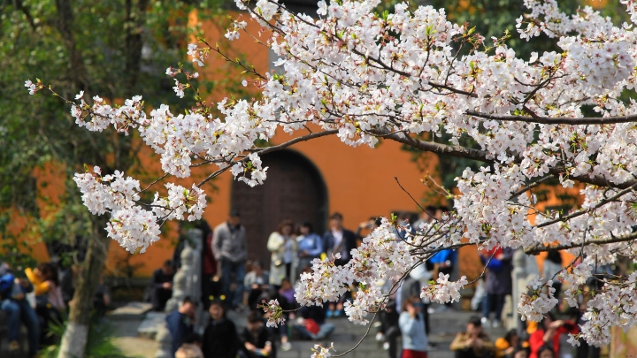 Giống hoa anh đào trắng đẹp tao nhã