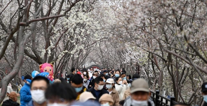 Những cây anh đào nở trắng xóa đồi Society Hill