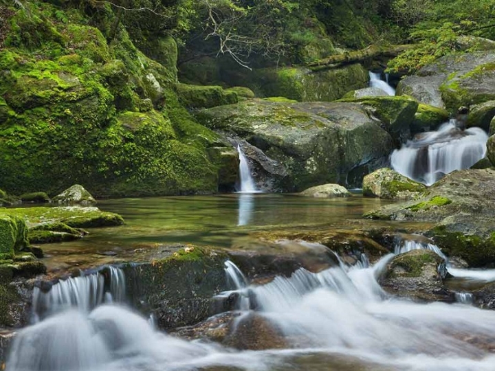Đảo Yakushima - Thi&ecirc;n đường tự nhi&ecirc;n với những khu rừng nguy&ecirc;n sinh xanh mướt v&agrave; th&aacute;c nước h&ugrave;ng vĩ