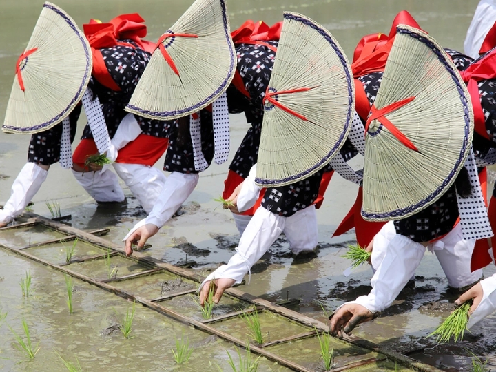 Lễ hội Otaue t&aacute;i hiện nghi thức cấy l&uacute;a cổ xưa, gắn liền văn h&oacute;a Nhật suốt h&agrave;ng ngh&igrave;n năm.