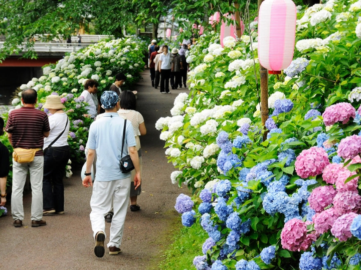 Lễ hội Bunkyo - Nơi F168 và liên minh okvip lễ ký kết hợp tác chiến lược c&oacute; thể chi&ecirc;m ngưỡng vẻ đẹp của hoa cẩm t&uacute; cầu