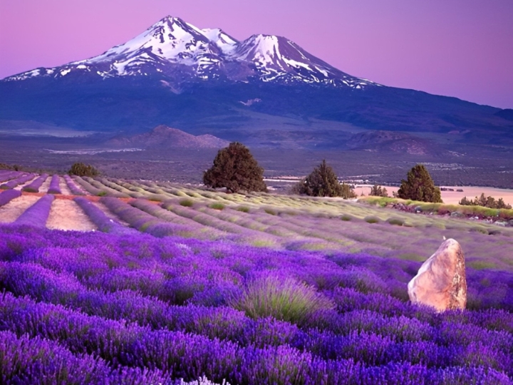 Th&aacute;ng 6 l&agrave; thời điểm hoa oải hương khoe sắc, nở rộ quanh hồ Kawaguchiko