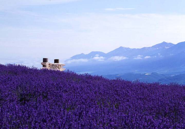 Sắc hoa oải hương t&iacute;m ngắt tại th&agrave;nh phố Furano&nbsp;