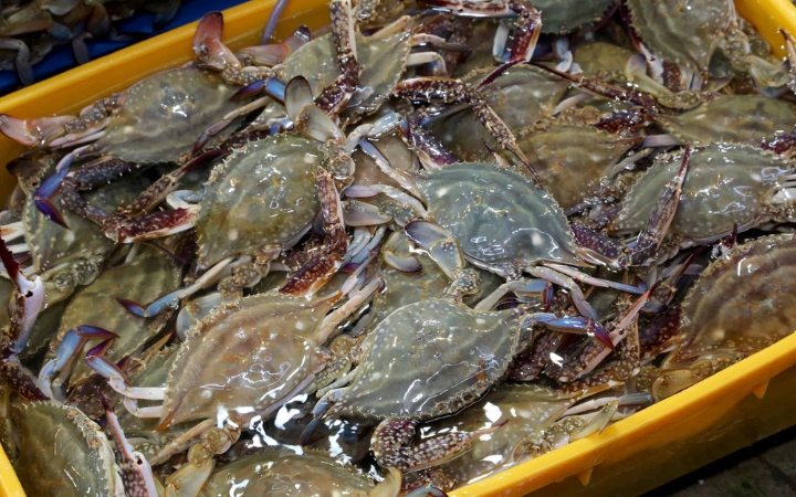 Ghẹ xanh b&eacute;o chắc, tươi ngon l&agrave; nguy&ecirc;n liệu ho&agrave;n hảo cho m&oacute;n ghẹ hấp hoặc ghẹ ng&acirc;m tương trứ danh