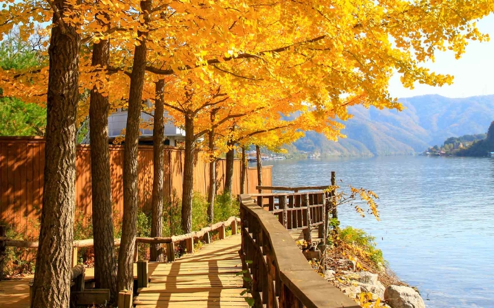 Con đường ng&acirc;n hạnh v&agrave;ng rực tr&ecirc;n đảo Nami