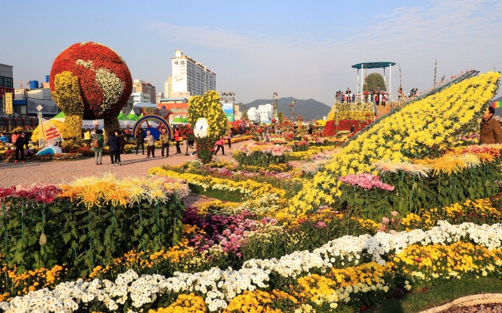 Th&agrave;nh phố Changwon rực rỡ sắc v&agrave;ng với những c&aacute;nh đồng hoa c&uacute;c nở rộ khắp nơi