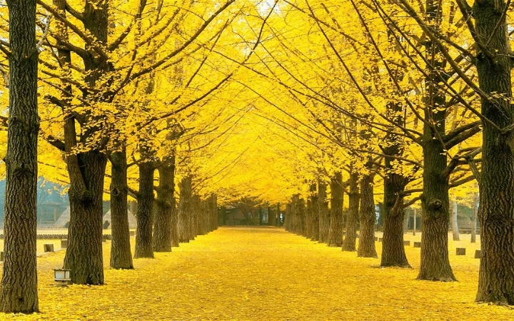 M&ugrave;a thu nhuộm v&agrave;ng những t&aacute;n c&acirc;y, khiến khung cảnh đảo Jeju c&agrave;ng th&ecirc;m y&ecirc;n b&igrave;nh