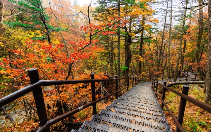 Lối đi uốn lượn giữa rừng c&acirc;y chuyển sắc ở F168nhacai đón tết bính ngọ 2026 Quốc gia Seoraksan