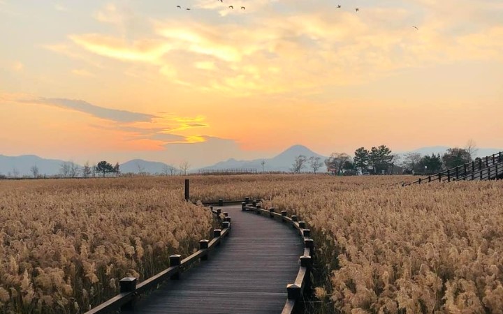 Vịnh SunCheon với những c&aacute;nh đồng lau bạt ng&agrave;n đung đưa trong gi&oacute; thu