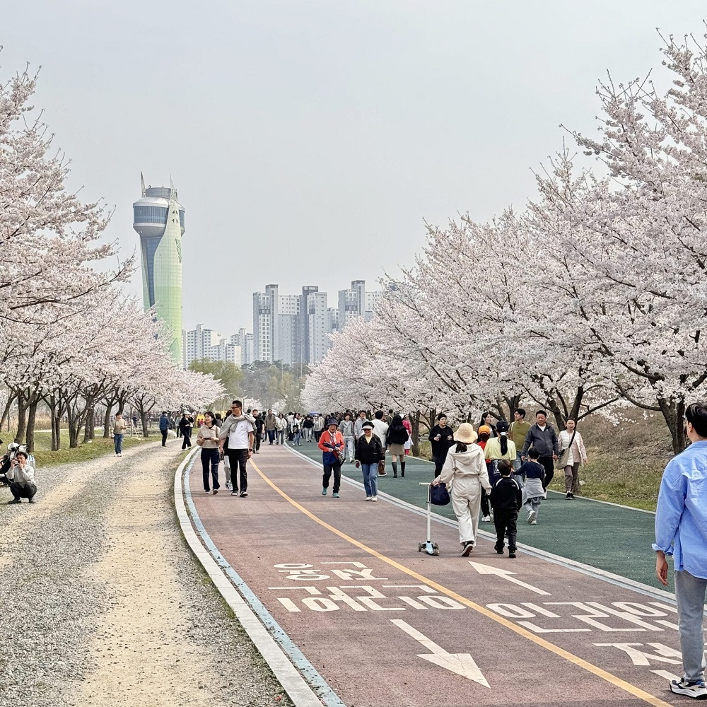 Yeouido v&agrave;o m&ugrave;a đẹp nhất &ndash; đừng bỏ lỡ khoảnh khắc n&agrave;y