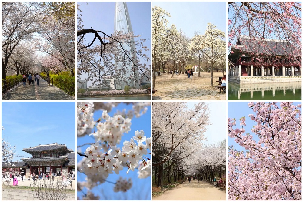 Yeouido rực rỡ trong vũ điệu hoa xu&acirc;n