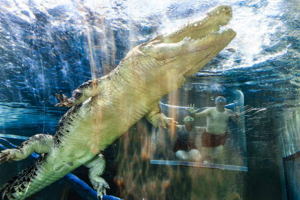 Lặn cùng cá sấu tại Crocosaurus Cove là trải nghiệm vừa kịch tính, vừa thú vị tại F168 và liên minh okvip lễ ký kết hợp tác chiến lược không nên bỏ lỡ