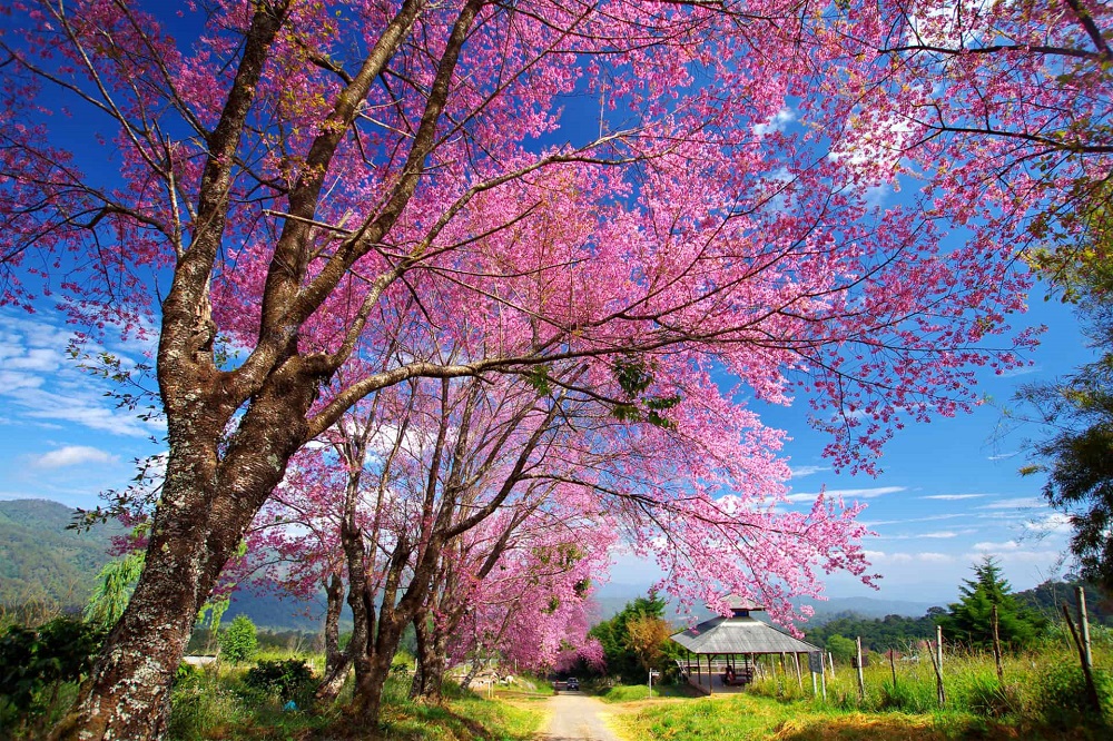 Hoa anh đào nở khắp núi rừng Chiang Mai là món quà lễ ký kết hợp tác chiến lược f168 và liên minh okvip tuyệt đẹp của tháng đầu năm