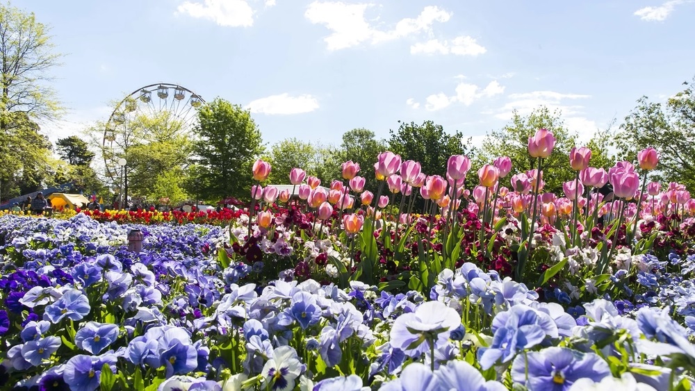 Lễ hội hoa Floriade tại Canberra khoe sắc rực rỡ, mang đến kh&ocirc;ng kh&iacute; m&ugrave;a xu&acirc;n ngập tr&agrave;n