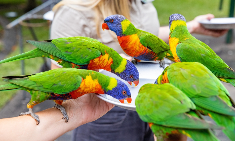 Nhóm chim vẹt Rainbow lori sặc sỡ đang ăn thức ăn trên tay F168 và liên minh okvip lễ ký kết hợp tác chiến lược tại khu bảo tồn động vật hoang dã