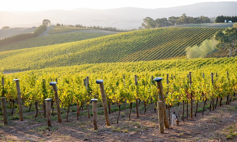 Những hàng nho chín vàng trải dài trên triền đồi Thung lũng Barossa