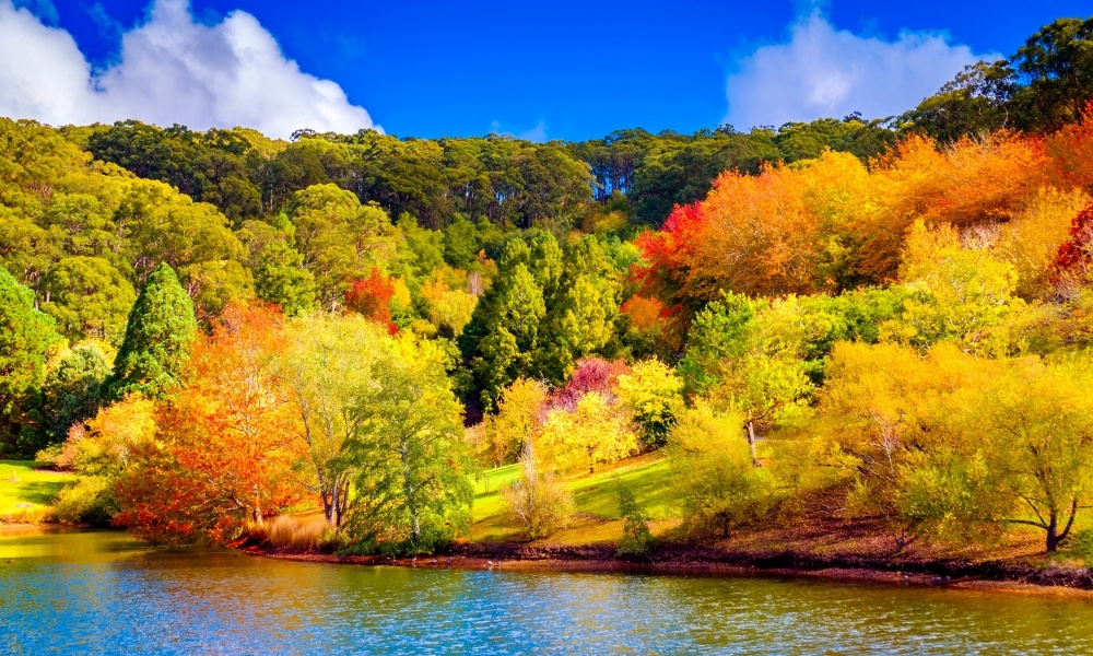 Lá cây chuyển sắc rực rỡ bên hồ nước trong xanh tại Đồi Adelaide vào mùa thu