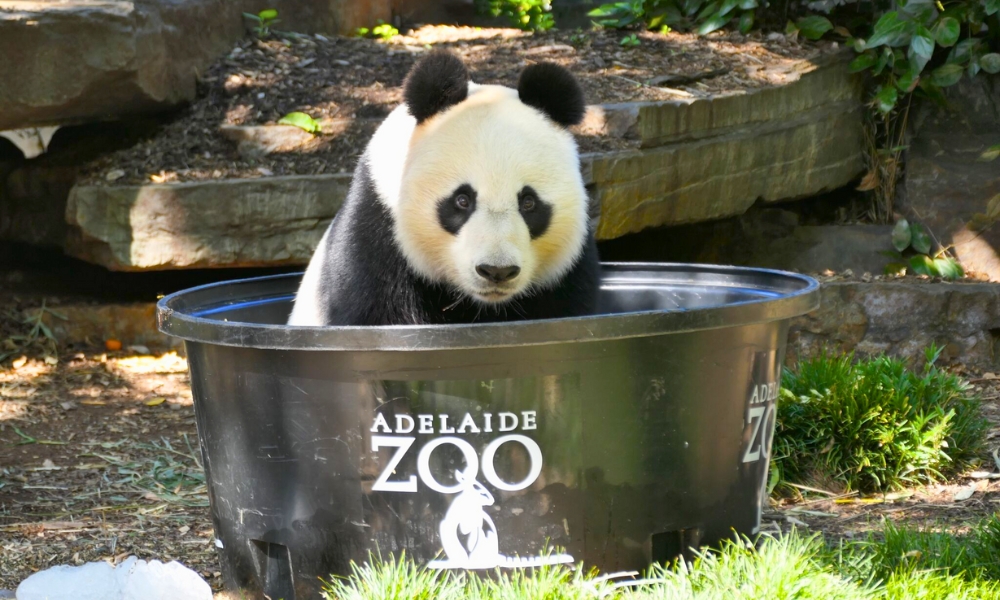 Sở thú Adelaide là nơi duy nhất ở Nam Bán cầu có gấu trúc khổng lồ sinh sống