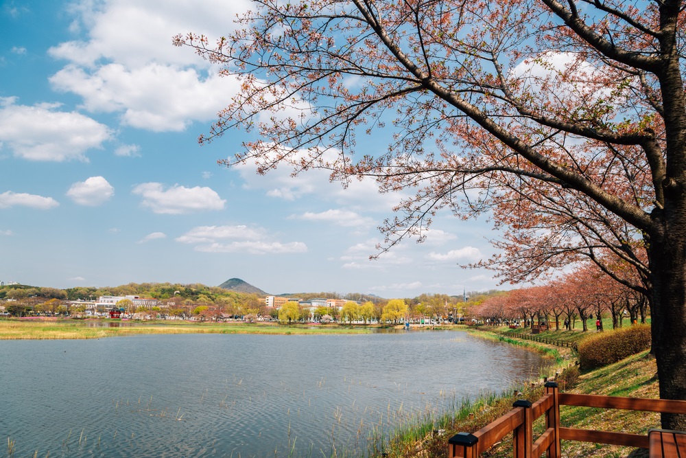 Những con đường rợp hoa tại Ansan luôn là góc check-in được yêu thích khi xuân về