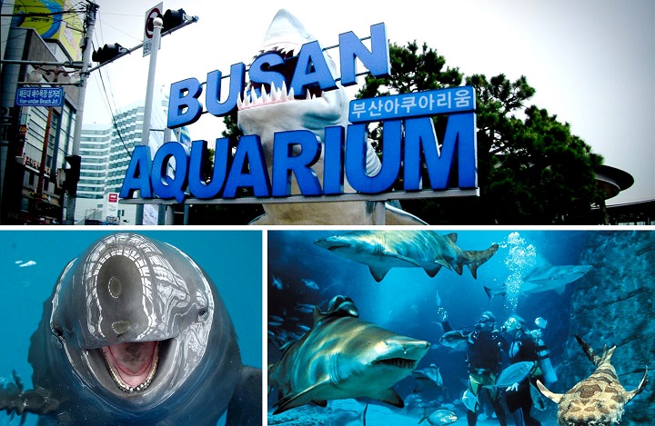 Kh&aacute;m ph&aacute; đại dương v&agrave; c&aacute;c lo&agrave;i sinh vật biển tại thủy cung SEA LIFE Busan
