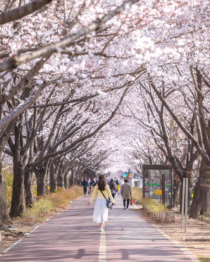 Ngắm hoa anh đ&agrave;o v&agrave;o m&ugrave;a xu&acirc;n tại Busan