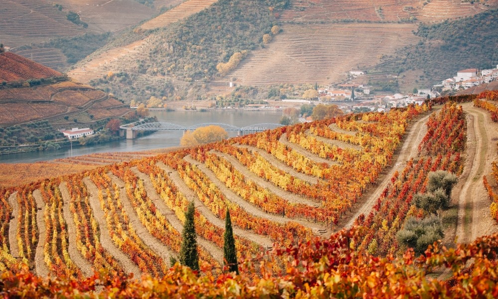 Những vườn nho bậc thang ở Douro Valley chuyển sắc rực rỡ v&agrave;o m&ugrave;a thu
