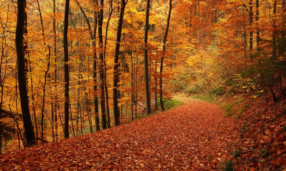 L&aacute; v&agrave;ng đỏ bao phủ khắp Rừng Đen