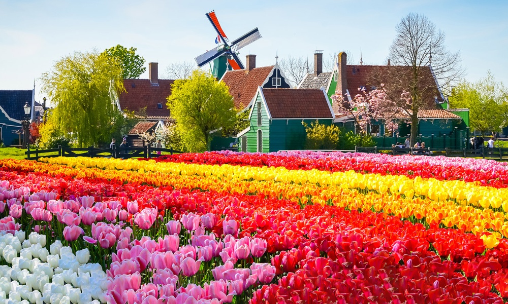 Vô số bông hoa tulip nở rộ tại Keukenhof vào mùa xuân
