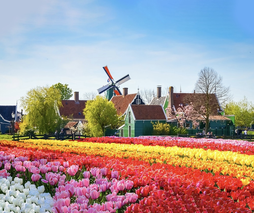 Những dải hoa tulip uốn lượn tạo nên bức tranh sống động trải dài khắp khu vườn xuân Hà Lan