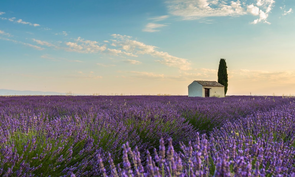 C&aacute;nh đồng oải hương Provence th&aacute;ng 6 với sắc t&iacute;m rực rỡ&nbsp;